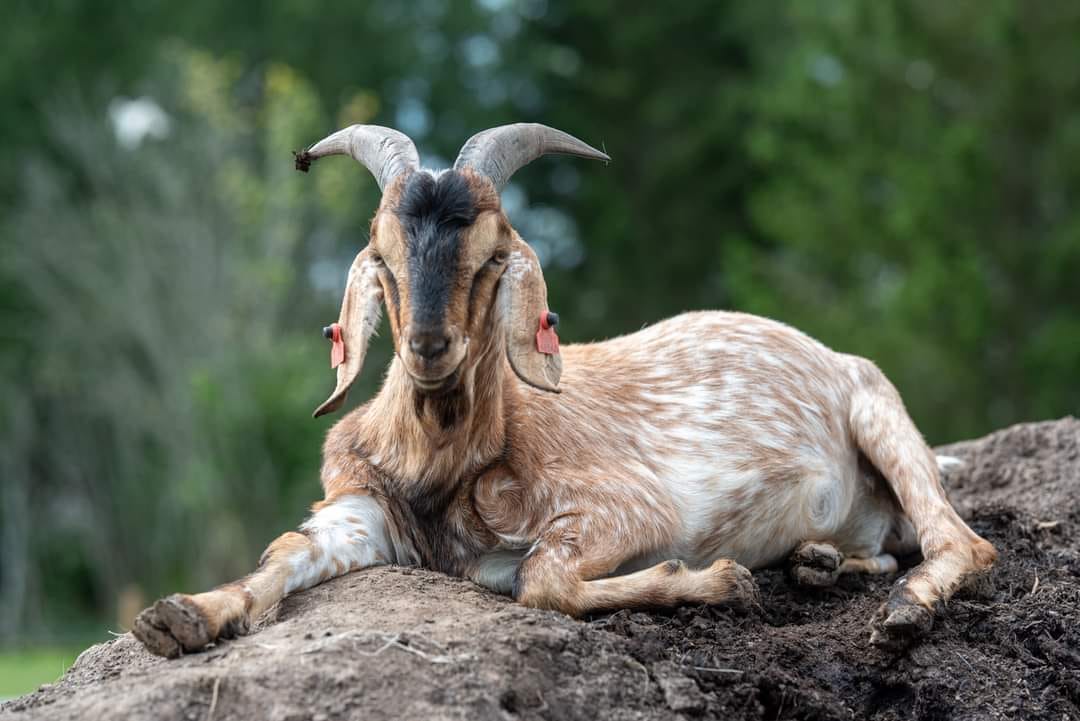 481131504 622247627218238 2619088054267024974 n