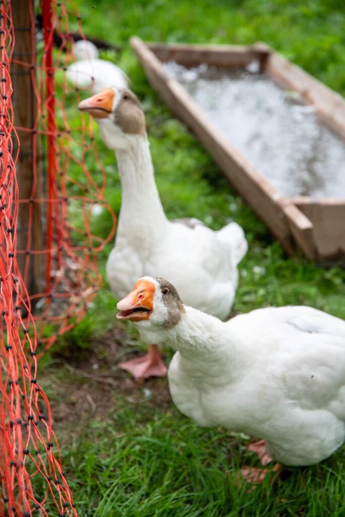 481187793 622247617218239 5228047867639752053 n