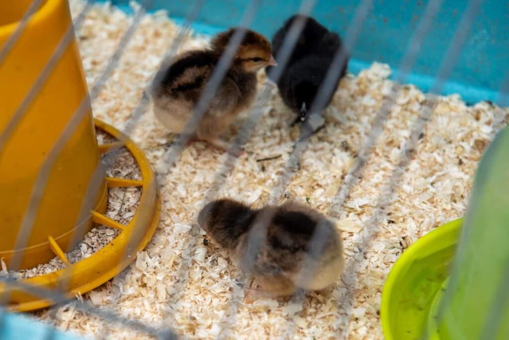 481476972 622248057218195 9016628757178301220 n