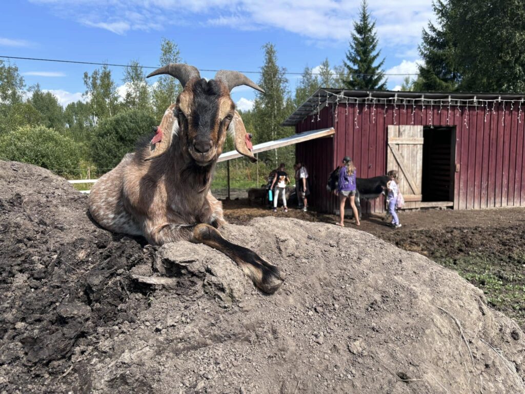 481901264 622389230537411 4399090289326674419 n