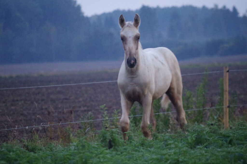 482302536 626855226757478 1673869614793446626 n