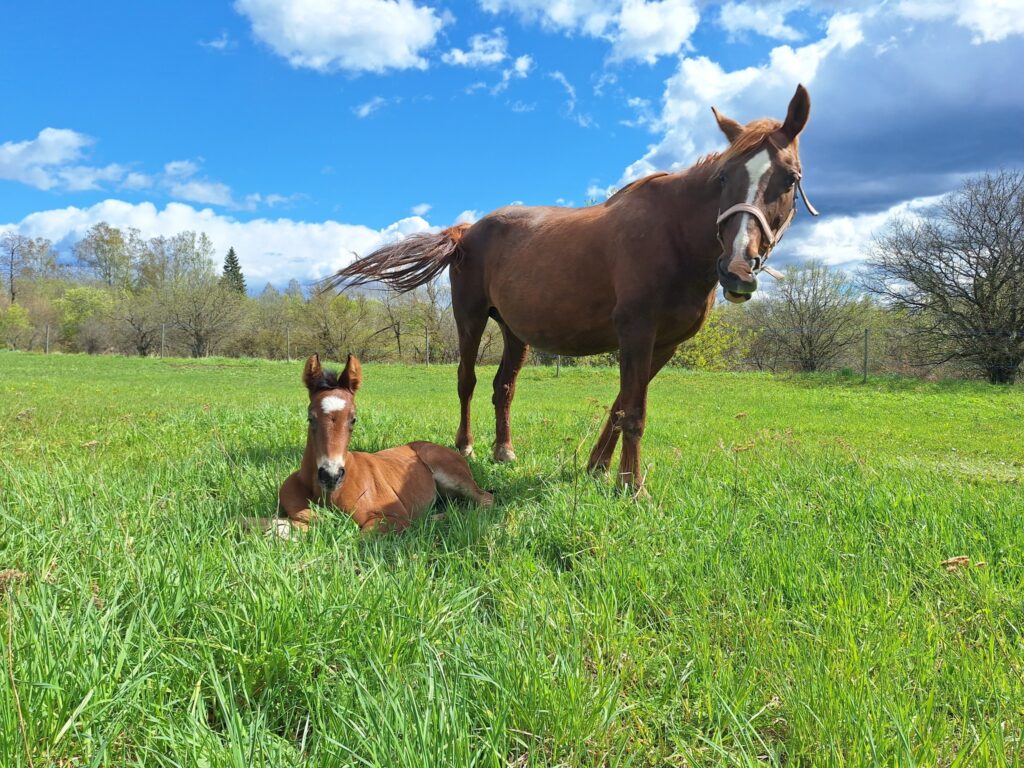 495464156 668793352563665 3875111068992225915 n