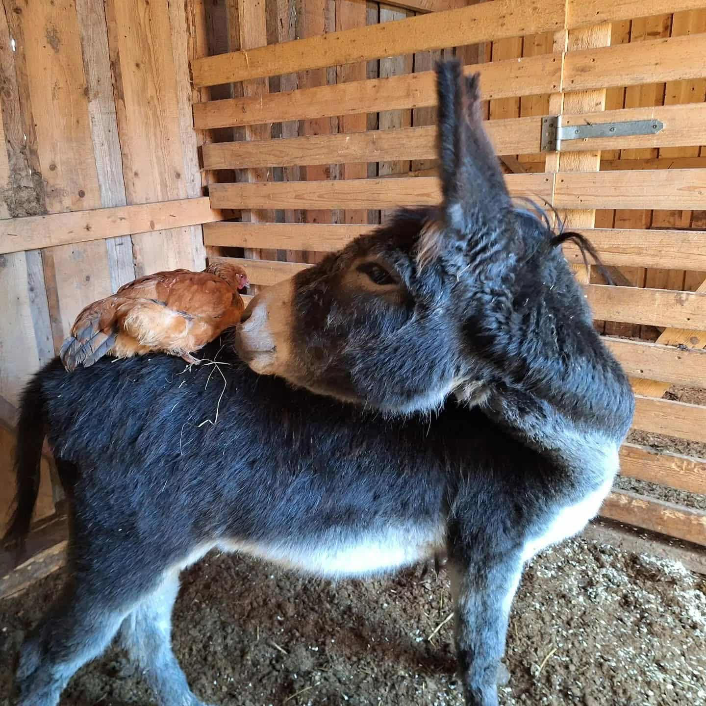 599916265 1385899909641605 5325755344488674636 n